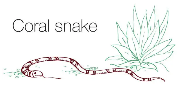 Vector illustration of Coral Snake hand drawn vector illustration