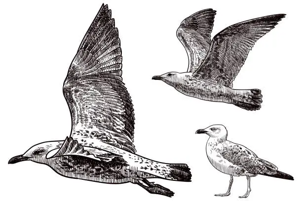 Vector illustration of Vector drawings of seagulls