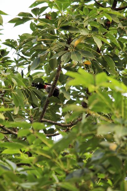 istock Vibrant Bird Photography 1278660921