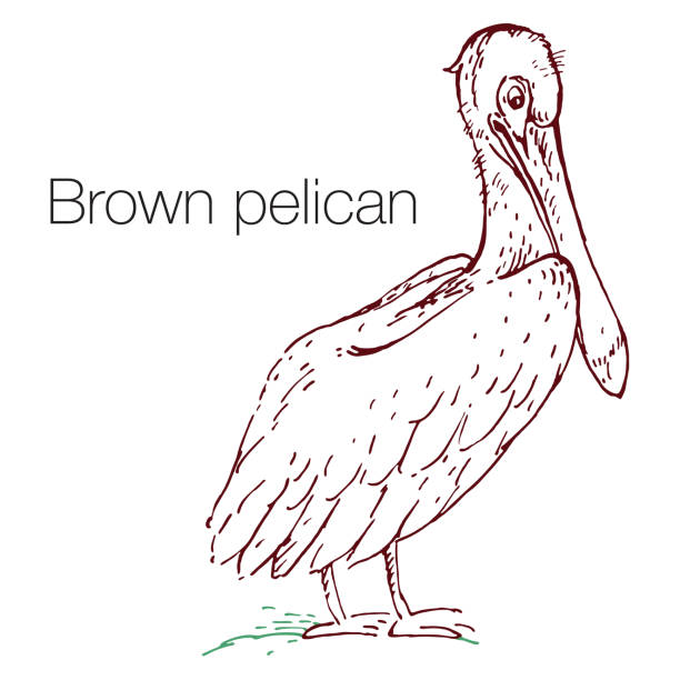 Brown pelican hand drawn vector illustration Brown pelican hand drawn vector illustration. Linear engraved art brown pelican stock illustrations