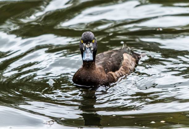 istock Diving Duck Of Edinburgh Pond. 1278661118