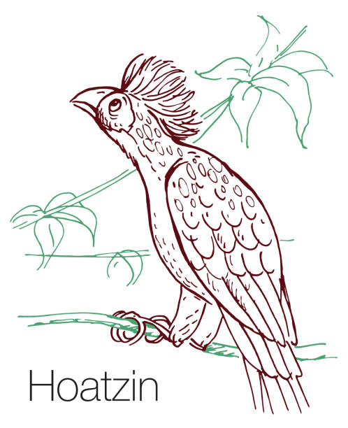Hoatzin hand drawn vector illustration Hoatzin hand drawn vector illustration. Linear engraved art hoatzin stock illustrations
