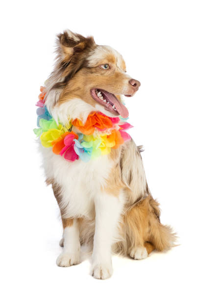 istock american shepherd with flower necklace 1278662998