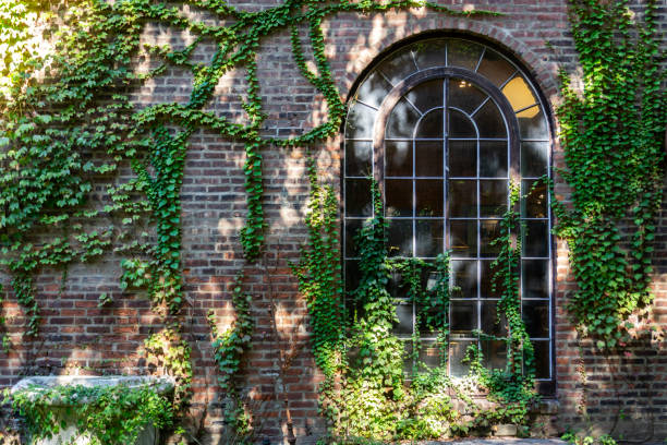 istock An arched window in a brick building with ivy climbing on the wall 1278664442