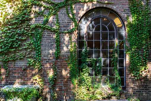An arched window in a brick building with ivy climbing on the wall