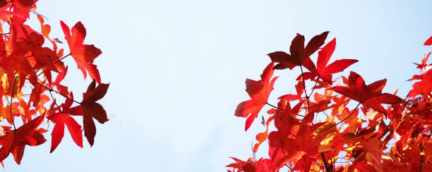 istock Banner autumn background, red maple leaves against the sky, mestro for design 1278668613