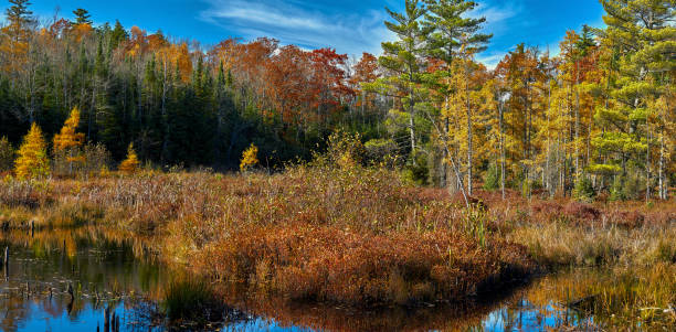 istock Autumn Bog, Northeast Wisconsin 1278669612