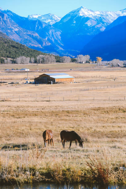 istock Horses in the plateau pasture 1278670097