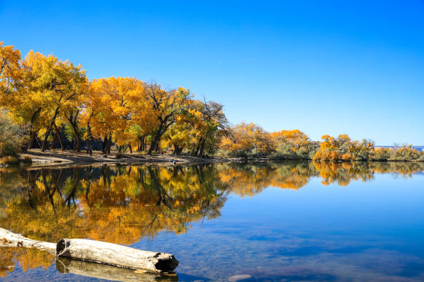 istock Cottonwood trees, Corn Lake in Fall 1278670106