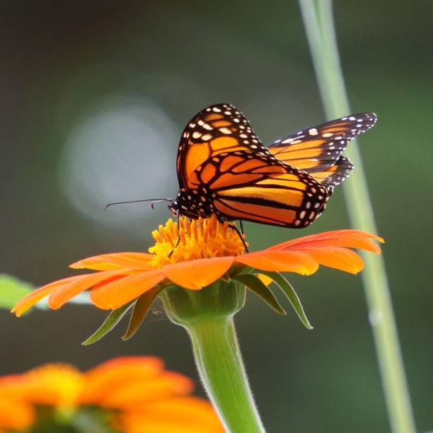 istock Orange Flower and Butterfly 1278672837