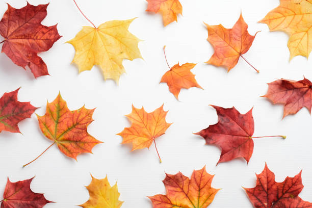 istock Autumn background. Pattern of colorful maple leaves on white table. 1278674062
