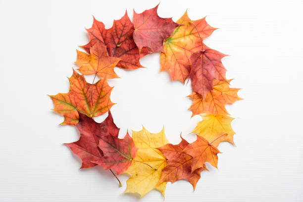 istock Autumn maple leaves wreath frame on white background. Autumn fall, thanksgiving concept. 1278674082