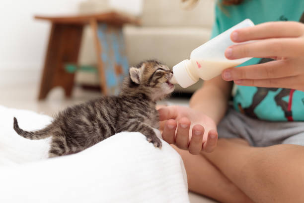 우유 한 병으로 사랑스러운 새끼 고양이를 먹이는 어린이 - child domestic cat little boys pets 뉴스 사진 이미지