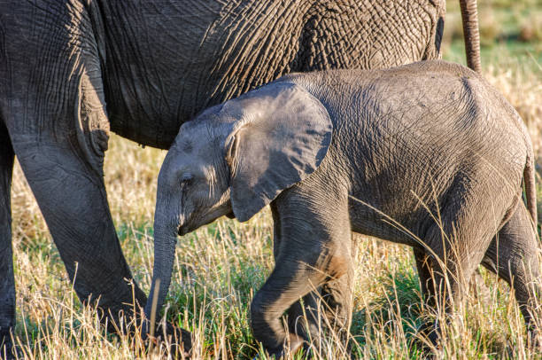 istock Wild Baby Elephant Walking Behind It's Mother 1278674211