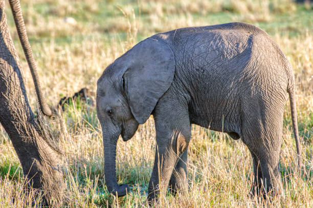 istock Wild Baby Elephant Walking Behind It's Mother 1278674338