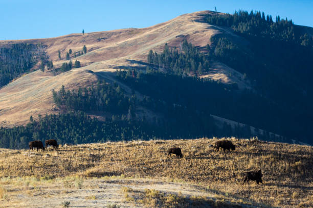 istock Bison Herd on a Hill - Yellowstone 1278675375