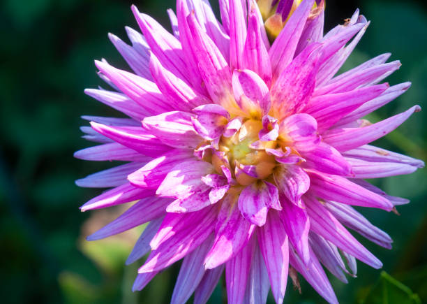 istock Spider on Pink Dahlia 1278675432