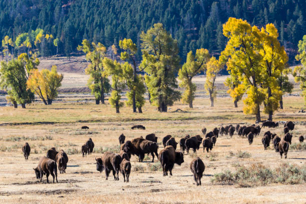 istock Wild Bison in the Fall Colors 1278675875