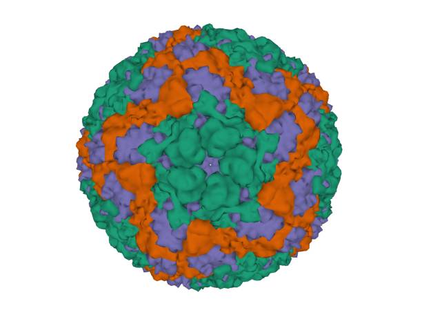 struktur des maul- und klauenseuchenvirus a22 serotyp - serotype stock-fotos und bilder