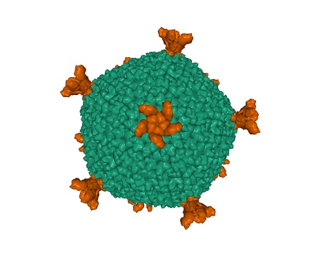 The marine double-stranded DNA (dsDNA) bacteriophage PM2, studied since 1968, is the type organism of the family Corticoviridae. 3D Gaussian surface model, white background. Different capsid proteins are colored differently.