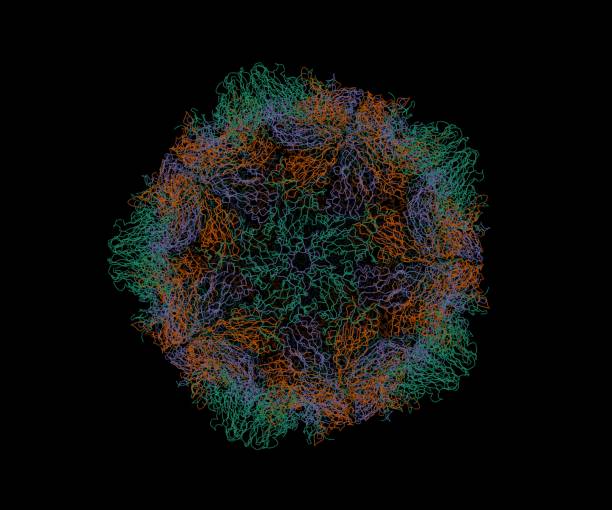 poliovirus humain 1 mahoney - serotype photos et images de collection