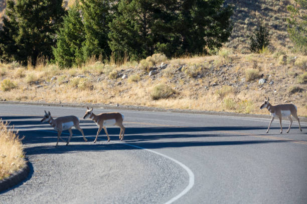 istock Wild Pronghorn in Yellowstone 1278676001