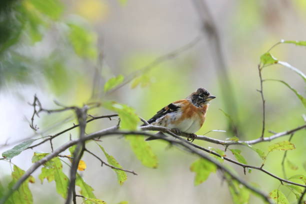 istock a brambling on a branch of tree 1278676226