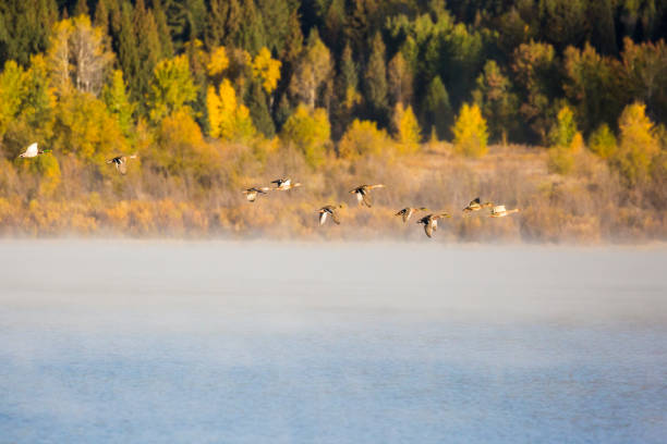 istock Flock of Ducks Over Two Oceans Lake 1278676251