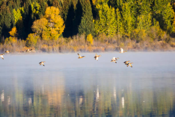 Flock of Ducks Over Two Oceans Lake stock photo