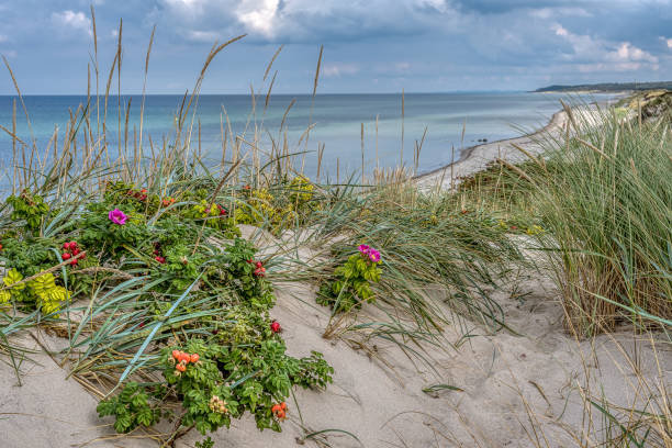A sandy landscape on the danish coast with ryegrass and rosehip, Tisvildeleje, Denmark, September 29, 2020