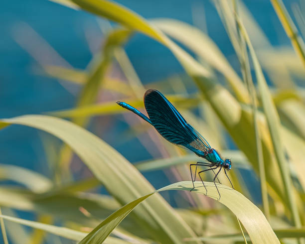 Calopteryx virgo Calopteryx virgo, the Beautiful Demoiselle, is a European damselfly. It is often found among fast-flowing waters dragonfly photos stock pictures, royalty-free photos & images