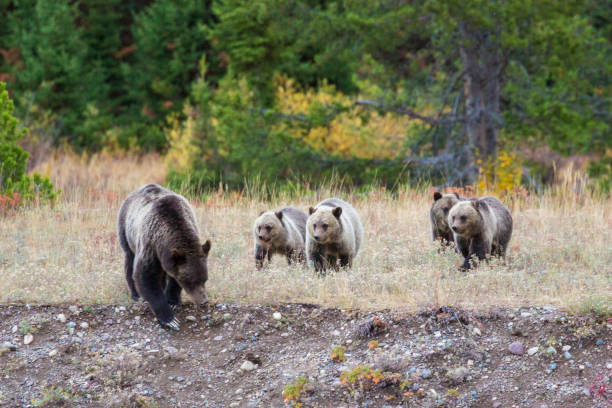 istock Grizzly Bear Cubs in the Fall Colors 1278677973