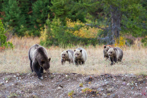 Grizzly Bear Cubs in the Fall Colors stock photo
