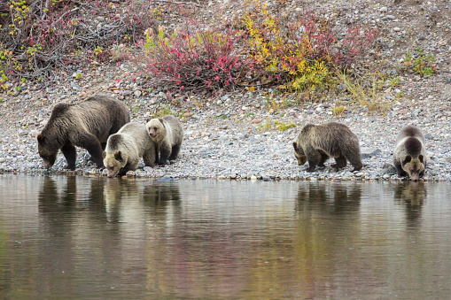 Grizzly Bear 399 and her four cubs getting a drink of water by the river in Grand Teton National Park (Wyoming).