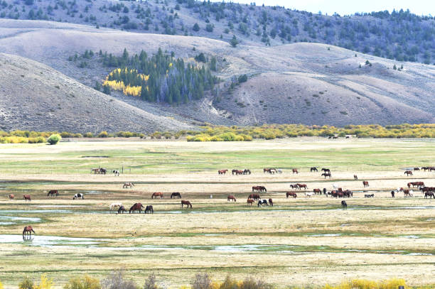 istock Horses in the Meadow 1278678328