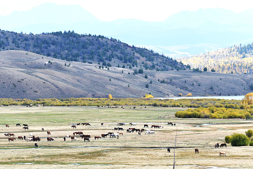 Herd of horse in the meadow by the foothills.