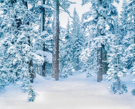 FRESH SNOW FILLS THE FOREGROUND WITH EVERGREEN TREES OF TAHOE NATIONAL FOREST, CALIFORNIA