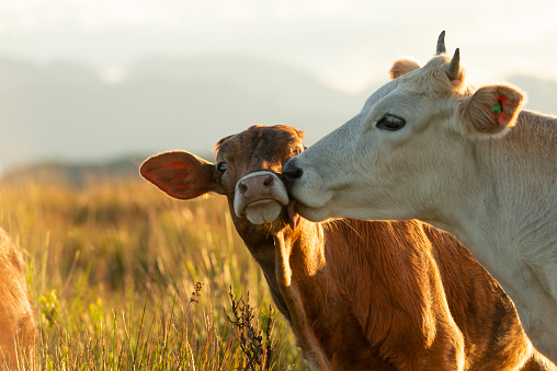 Image of cattle affection and a stunning sunset