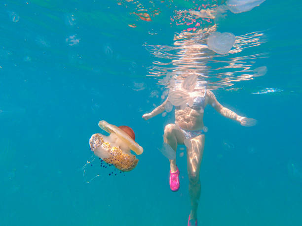 istock Colored ribbed jellyfish comes dangerously close to a swimmer 1278681822