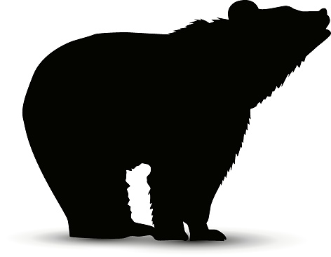 Silhouette of growling brown  bear.