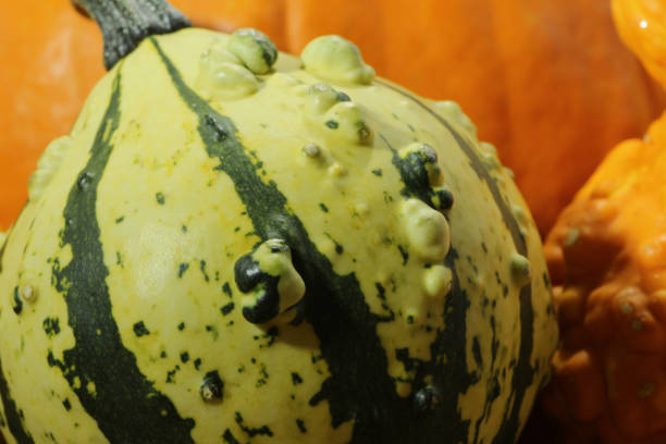 Abstract image of colorful Fall gourds