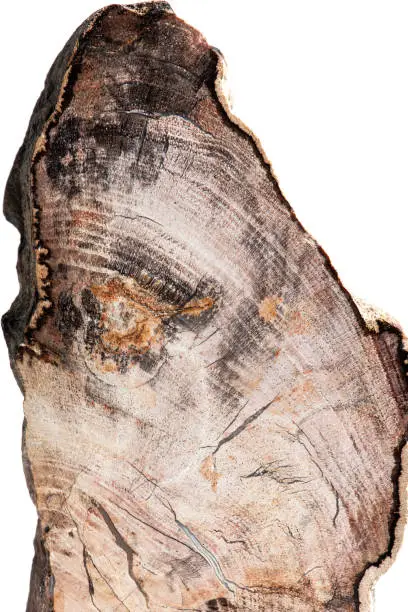 Slice of petrified wood with white background, vertical composition.