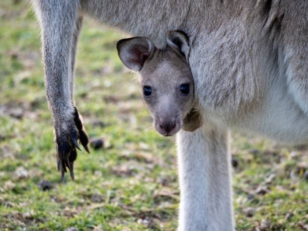 istock Mother Kangaroo with Baby Joey 1278683636