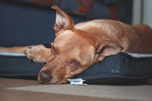 istock Caribbean Potcake Dog on a mat 1278684547