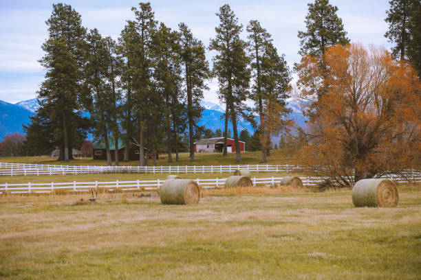 istock Rural Pasture Landscape With Haystacks 1278684810