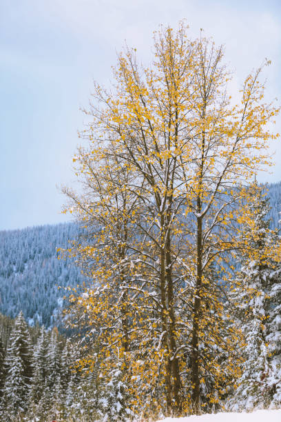 istock Lookout Pass Ski & Recreation Area 1278684852