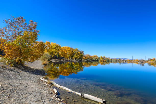 istock Cottonwood trees, Corn Lake in Fall 1278684864