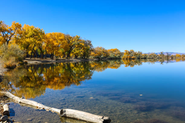 istock Cottonwood trees, Corn Lake in Fall 1278684892