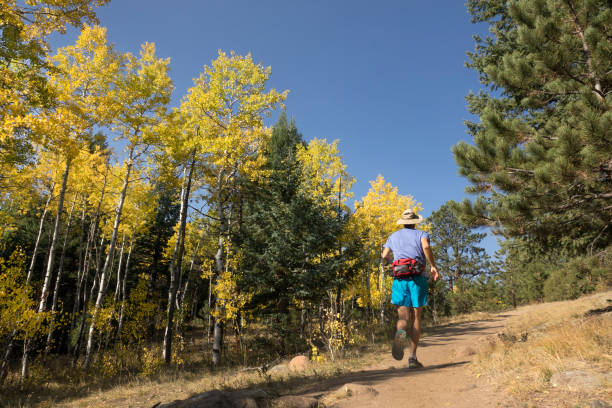 biegacz szlak z upadku żółty osika independence mountain trail evergreen colorado - evergreen tree obrazy zdjęcia i obrazy z banku zdjęć