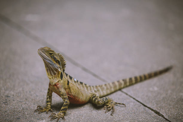 istock lizard, Australia Zoo 1278686634